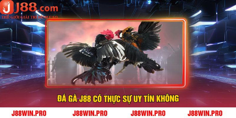 Đá Gà J88 có thực sự uy tín không