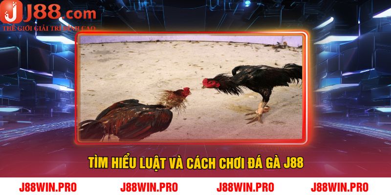 Tìm hiểu luật và cách chơi Đá Gà J88