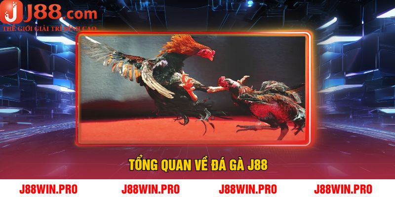 Tổng quan về đá gà J88